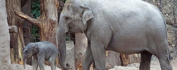 Ein großer Elefant stuppst einen Elefanten-Junges mit dem Rüssel an.