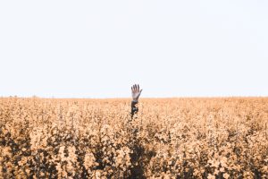 Eine Hand einer Person ragt aus einem blühenden Feld heraus